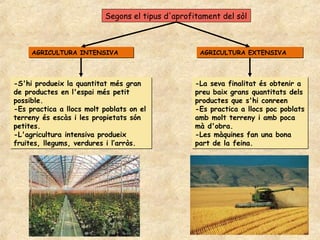 Segons el tipus d'aprofitament del sòl



     AGRICULTURA INTENSIVA                         AGRICULTURA EXTENSIVA




-S'hi produeix la quantitat més gran              -La seva finalitat és obtenir a
de productes en l'espai més petit                 preu baix grans quantitats dels
possible.                                         productes que s'hi conreen
-Es practica a llocs molt poblats on el           -Es practica a llocs poc poblats
terreny és escàs i les propietats són             amb molt terreny i amb poca
petites.                                          mà d'obra.
-L'agricultura intensiva produeix                 -Les màquines fan una bona
fruites, llegums, verdures i l’arròs.             part de la feina.
 
