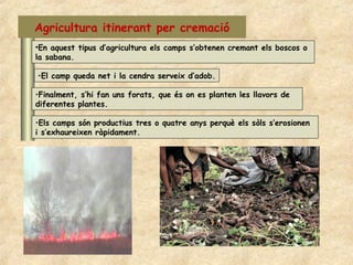 Agricultura itinerant per cremació
•En aquest tipus d’agricultura els camps s’obtenen cremant els boscos o
la sabana.

•El camp queda net i la cendra serveix d’adob.

•Finalment, s’hi fan uns forats, que és on es planten les llavors de
diferentes plantes.

•Els camps són productius tres o quatre anys perquè els sòls s’erosionen
i s’exhaureixen ràpidament.
 