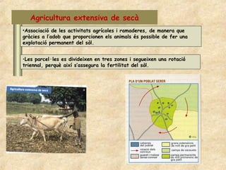 Agricultura extensiva de secà
•Associació de les activitats agrícoles i ramaderes, de manera que
gràcies a l’adob que proporcionen els animals és possible de fer una
explotació permanent del sòl.


•Les parcel·les es divideixen en tres zones i segueixen una rotació
triennal, perquè així s’assegura la fertilitat del sòl.
 