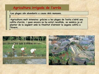 Agricultura irrigada de l’arròs
•Les pluges són abundants a causa dels monsons.

•Agricultura molt intensiva: gràcies a les pluges de l’estiu s’obté una
collita d’arrós, i quan encara no ha estat recollida, se sembra ja el
planter de la següent amb la finalitat d’obtenir la segona collita a
l’hivern.
 