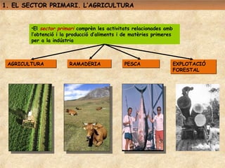 1. EL SECTOR PRIMARI. L’AGRICULTURA


        •El sector primari comprèn les activitats relacionades amb
        l’obtenció i la producció d’aliments i de matèries primeres
        per a la indústria



 AGRICULTURA           RAMADERIA              PESCA               EXPLOTACIÓ
                                                                  FORESTAL
 