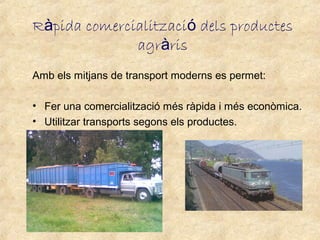 Ràpida comercialització dels productes
              agràris
Amb els mitjans de transport moderns es permet:

• Fer una comercialització més ràpida i més econòmica.
• Utilitzar transports segons els productes.
 