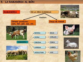 5. LA RAMADERIA AL MÓN



 RAMADERIA                    ES LA CRIA D’ANIMALS


                                         finalitats

       Obtenir productes:                             Força de treball
       carn, llet, pell, ous, etc



                                    BOVINA            BOUS


                                    OVINA             OVELLES


              RAMADERIA             PORCINA           PORCS


                                    CAPRINA           CABRES


                                    AVICULTURA        AUS
 