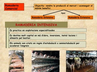 Ramaderia                  Objectiu: vendre la producció al mercat i aconseguir el
Comercial                  màxim benefici.

                                                     tipus

                        Ramaderia Intensiva                  Ramaderia Extensiva


        RAMADERIA INTENSIVA
   Es practica en explotacions especialitzades

   Es destina molt capital en mà d’obra, inversions, instal·lacions i
   aliments pel bestiar.

   Els animals son criats en regim d’estabulació o semiestabulació per
   accelerar l’engreix
 