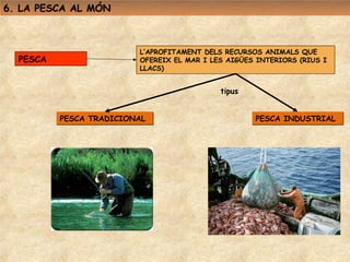 6. LA PESCA AL MÓN



                         L’APROFITAMENT DELS RECURSOS ANIMALS QUE
  PESCA                  OFEREIX EL MAR I LES AIGÜES INTERIORS (RIUS I
                         LLACS)


                                            tipus


          PESCA TRADICIONAL                         PESCA INDUSTRIAL
 