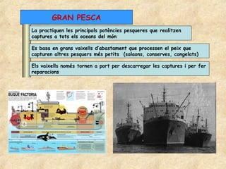 GRAN PESCA
La practiquen les principals potències pesqueres que realitzen
captures a tots els oceans del món

Es basa en grans vaixells d’abastament que processen el peix que
capturen altres pesquers més petits (salaons, conserves, congelats)

Els vaixells només tornen a port per descarregar les captures i per fer
reparacions
 