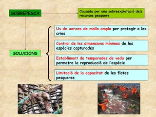 Causada per una sobreexplotació dels
SOBREPESCA               recursos pesquers


             Us de xarxes de malla ampla per protegir a les
             cries

             Control de les dimensions mínimes de les
             espècies capturades
SOLUCIONS
             Establiment de temporades de veda per
             permetre la reproducció de l’espècie

             Limitació de la capacitat de les flotes
             pesqueres
 