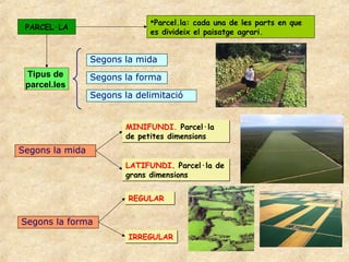 Parcel.la: cada una de les parts en que
 PARCEL·LA
                              es divideix el paisatge agrari.


                 Segons la mida
 Tipus de        Segons la forma
 parcel.les
                 Segons la delimitació


                         MINIFUNDI. Parcel·la
                         de petites dimensions
Segons la mida
                         LATIFUNDI. Parcel·la de
                         grans dimensions


                         REGULAR


Segons la forma
                         IRREGULAR
 