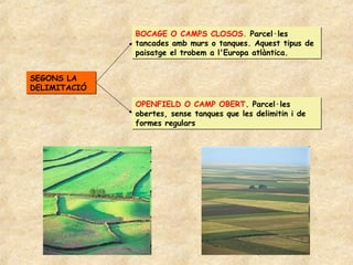 BOCAGE O CAMPS CLOSOS. Parcel·les
              tancades amb murs o tanques. Aquest tipus de
              paisatge el trobem a l'Europa atlàntica.


SEGONS LA
DELIMITACIÓ

              OPENFIELD O CAMP OBERT. Parcel·les
              obertes, sense tanques que les delimitin i de
              formes regulars
 