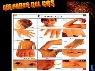 LES PARTS DEL COS 4 