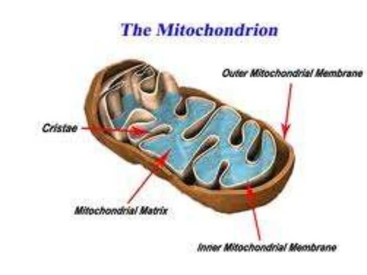 Unit b - section 2.2 vital roles that cell structures play
