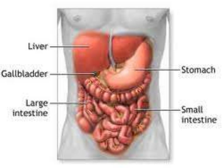 Body FAQ – Where Is The Liver, Why Is It Aching Body FAQ – Where Is The Liver, Why Is It Aching