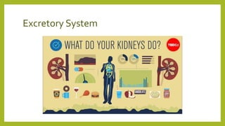Excretory System
 