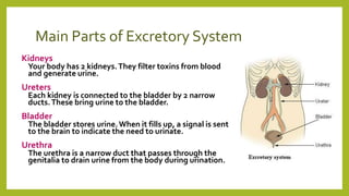 Main Parts of Excretory System
Kidneys
Your body has 2 kidneys.They filter toxins from blood
and generate urine.
Ureters
Each kidney is connected to the bladder by 2 narrow
ducts.These bring urine to the bladder.
Bladder
The bladder stores urine.When it fills up, a signal is sent
to the brain to indicate the need to urinate.
Urethra
The urethra is a narrow duct that passes through the
genitalia to drain urine from the body during urination.
 
