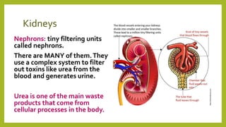 Kidneys
Nephrons: tiny filtering units
called nephrons.
There are MANY of them.They
use a complex system to filter
out toxins like urea from the
blood and generates urine.
Urea is one of the main waste
products that come from
cellular processes in the body.
 