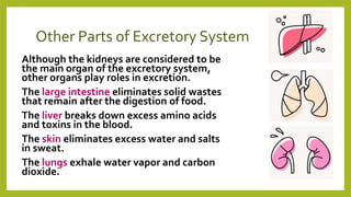 Other Parts of Excretory System
Although the kidneys are considered to be
the main organ of the excretory system,
other organs play roles in excretion.
The large intestine eliminates solid wastes
that remain after the digestion of food.
The liver breaks down excess amino acids
and toxins in the blood.
The skin eliminates excess water and salts
in sweat.
The lungs exhale water vapor and carbon
dioxide.
 