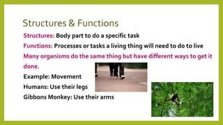 Structures & Functions
Structures: Body part to do a specific task
Functions: Processes or tasks a living thing will need to do to live
Many organisms do the same thing but have different ways to get it
done.
Example: Movement
Humans: Use their legs
Gibbons Monkey: Use their arms
 