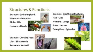 Structures & Functions
Example: Gathering food.
Barnacles -Tentacles
Birds - Bills
Humans – Hands
Example: Chewing food.
Lion - Sharp teeth
Anteater - No teeth
Example: Breathing structures.
Fish - Gills
Humans - Lungs
Trees - Leaves
Caterpillars - Spiracles
 