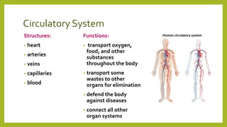 Circulatory System
Structures:
• heart
• arteries
• veins
• capillaries
• blood
Functions:
• transport oxygen,
food, and other
substances
throughout the body
• transport some
wastes to other
organs for elimination
• defend the body
against diseases
• connect all other
organ systems
 