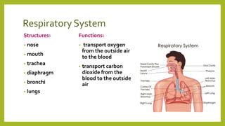 Respiratory System
Structures:
• nose
• mouth
• trachea
• diaphragm
• bronchi
• lungs
Functions:
• transport oxygen
from the outside air
to the blood
• transport carbon
dioxide from the
blood to the outside
air
 