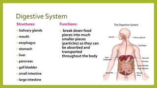 Digestive System
Structures:
• Salivary glands
• mouth
• esophagus
• stomach
• liver
• pancreas
• gall bladder
• small intestine
• large intestine
Functions:
• break down food
pieces into much
smaller pieces
(particles) so they can
be absorbed and
transported
throughout the body
 
