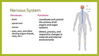 Nervous System
Structures:
• brain
• spinal cord
• nerves
• eyes, ears, and other
sensing organs (hands,
nose, etc.)
Functions:
• coordinate and control
the actions of all
organs and organ
systems
• detect, process, and
respond to changes in
external and internal
environments
 