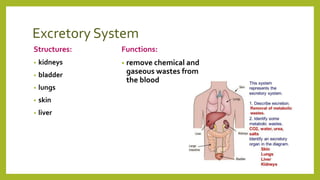 Excretory System
Structures:
• kidneys
• bladder
• lungs
• skin
• liver
Functions:
• remove chemical and
gaseous wastes from
the blood
 