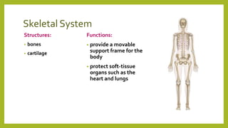 Skeletal System
Structures:
• bones
• cartilage
Functions:
• provide a movable
support frame for the
body
• protect soft-tissue
organs such as the
heart and lungs
 