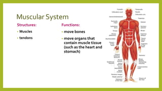 Muscular System
Structures:
• Muscles
• tendons
Functions:
• move bones
• move organs that
contain muscle tissue
(such as the heart and
stomach)
 