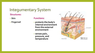 Integumentary System
Structures:
• Skin
• Fingernail
Functions:
• protects the body’s
internal environment
from the external
environment
• senses pain,
pressure, and
temperature
 