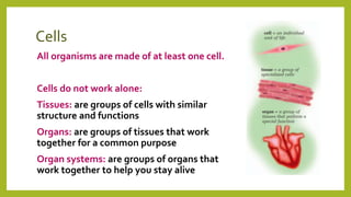 Cells
All organisms are made of at least one cell.
Cells do not work alone:
Tissues: are groups of cells with similar
structure and functions
Organs: are groups of tissues that work
together for a common purpose
Organ systems: are groups of organs that
work together to help you stay alive
 