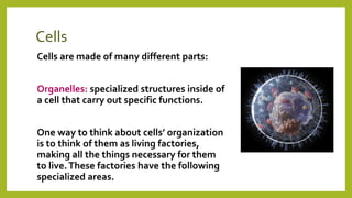 Cells
Cells are made of many different parts:
Organelles: specialized structures inside of
a cell that carry out specific functions.
One way to think about cells’ organization
is to think of them as living factories,
making all the things necessary for them
to live.These factories have the following
specialized areas.
 