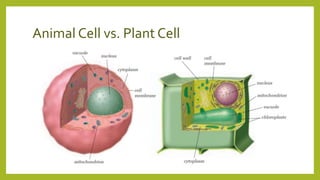 Animal Cell vs. Plant Cell
 