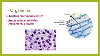 Organelles
1. Nucleus "command centre"
• directs cellular activities
(movement, growth)
 