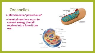 Organelles
2. Mitochondria "powerhouse"
• chemical reactions occur to
convert energy the cell
receives into a form it can
use.
 