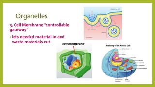 Organelles
3. Cell Membrane "controllable
gateway"
• lets needed material in and
waste materials out.
 