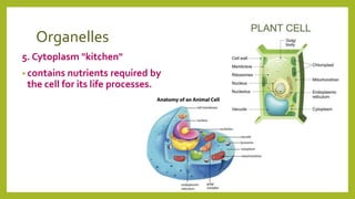 Organelles
5. Cytoplasm "kitchen"
• contains nutrients required by
the cell for its life processes.
 