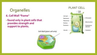 Organelles
6. Cell Wall "frame"
• found only in plant cells that
provides strength and
support to plants.
 