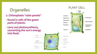 Organelles
7. Chloroplasts "solar panels"
• found in cells of the green
parts of plants.
• carry out photosynthesis,
converting the sun's energy
into food.
 