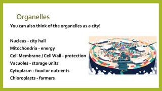 Organelles
You can also think of the organelles as a city!
Nucleus - city hall
Mitochondria - energy
Cell Membrane / Cell Wall - protection
Vacuoles - storage units
Cytoplasm - food or nutrients
Chloroplasts - farmers
 