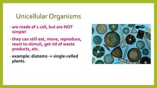 Unicellular Organisms
• are made of 1 cell, but are NOT
simple!
• they can still eat, move, reproduce,
react to stimuli, get rid of waste
products, etc.
• example: diatoms -> single-celled
plants.
 