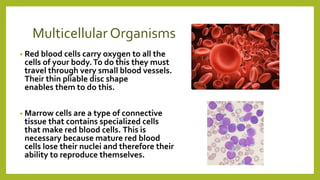 Multicellular Organisms
• Red blood cells carry oxygen to all the
cells of your body.To do this they must
travel through very small blood vessels.
Their thin pliable disc shape
enables them to do this.
• Marrow cells are a type of connective
tissue that contains specialized cells
that make red blood cells. This is
necessary because mature red blood
cells lose their nuclei and therefore their
ability to reproduce themselves.
 