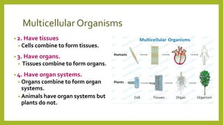 Multicellular Organisms
• 2. Have tissues
• Cells combine to form tissues.
• 3. Have organs.
• Tissues combine to form organs.
• 4. Have organ systems.
• Organs combine to form organ
systems.
• Animals have organ systems but
plants do not.
 