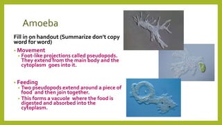 Amoeba
Fill in on handout (Summarize don’t copy
word for word)
• Movement
• Foot-like projections called pseudopods.
They extend from the main body and the
cytoplasm goes into it.
• Feeding
• Two pseudopods extend around a piece of
food and then join together.
• This forms a vacuole where the food is
digested and absorbed into the
cytoplasm.
 
