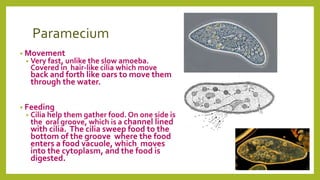 Paramecium
• Movement
• Very fast, unlike the slow amoeba.
Covered in hair-like cilia which move
back and forth like oars to move them
through the water.
• Feeding
• Cilia help them gather food. On one side is
the oral groove, which is a channel lined
with cilia. The cilia sweep food to the
bottom of the groove where the food
enters a food vacuole, which moves
into the cytoplasm, and the food is
digested.
 