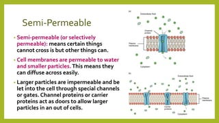 Semi-Permeable
• Semi-permeable (or selectively
permeable): means certain things
cannot cross is but other things can.
• Cell membranes are permeable to water
and smaller particles.This means they
can diffuse across easily.
• Larger particles are impermeable and be
let into the cell through special channels
or gates. Channel proteins or carrier
proteins act as doors to allow larger
particles in an out of cells.
 