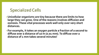 Specialized Cells
• Unicellular organisms are tiny because there are limits to how
large they can grow. One of the reasons involves diffusion and
osmosis.These vital processes work well only over very short
distances.
• For example, it takes an oxygen particle a fraction of a second to
diffuse over a distance of 10 m (0.01 mm).To diffuse over a
distance of 1 mm takes several minutes!
 
