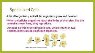 Specialized Cells
• Like all organisms, unicellular organisms grow and develop.
• When unicellular organisms reach the limits of their size, like the
amoeba shown here, they reproduce.
• Amoeba do this by dividing into two, which results in two
smaller, identical copies of each organism.
 