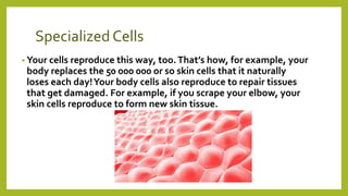 Specialized Cells
• Your cells reproduce this way, too.That’s how, for example, your
body replaces the 50 000 000 or so skin cells that it naturally
loses each day!Your body cells also reproduce to repair tissues
that get damaged. For example, if you scrape your elbow, your
skin cells reproduce to form new skin tissue.
 
