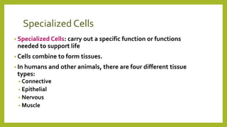 Specialized Cells
• Specialized Cells: carry out a specific function or functions
needed to support life
• Cells combine to form tissues.
• In humans and other animals, there are four different tissue
types:
• Connective
• Epithelial
• Nervous
• Muscle
 